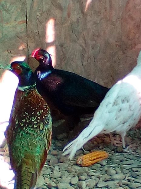 . Masculi fazan comun și tenebros - Fazani comuni