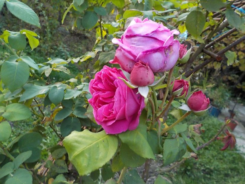  - trandafiri pentru dulceata