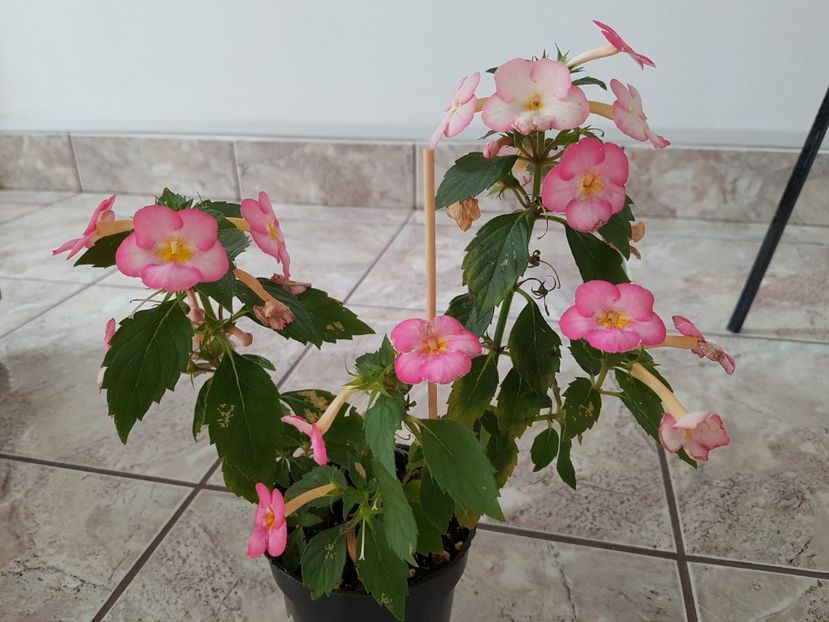 Ivory Blush - Achimenes 2019