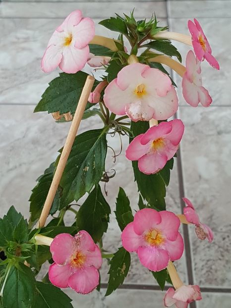 Ivory Blush - Achimenes 2019