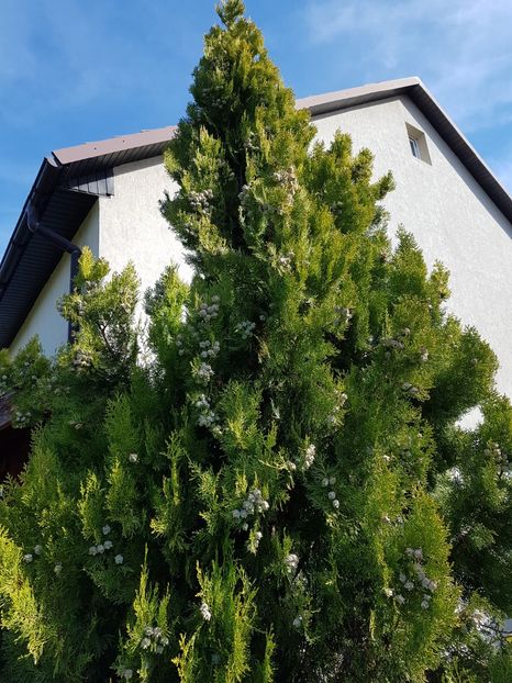 Thuia aurie cu conuri - Conifere si arbusti