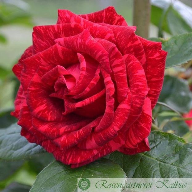 red-intuition - RED INTUITION