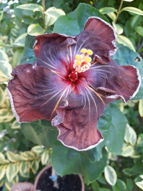 20190904_114547[1] - HIBISCUS RK MIDNIGHT STAR
