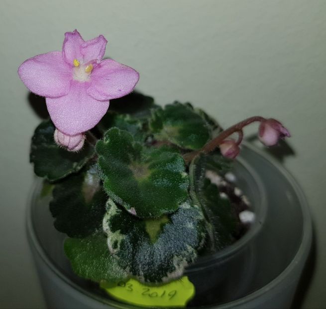 10.05.2019 - Shirls Freckled Face