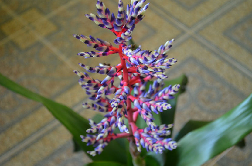  - dragostea  de natura