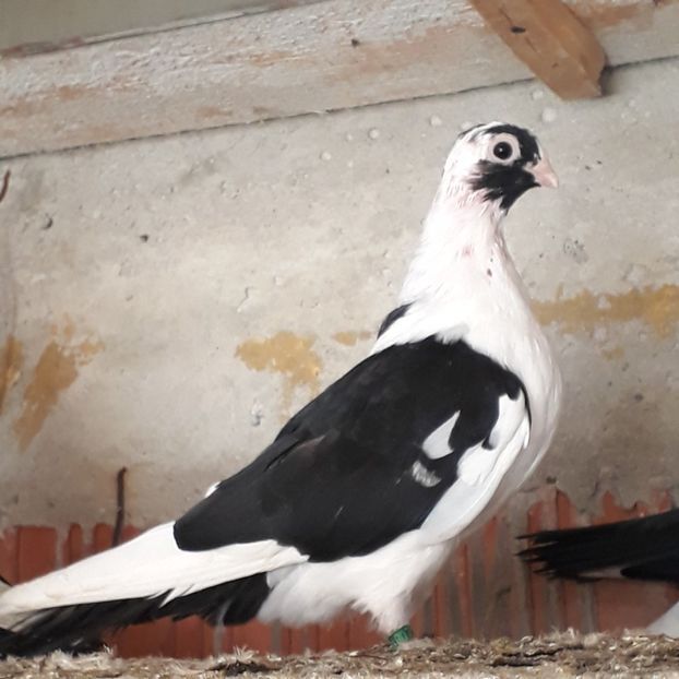  - Mascat de brăila 2019