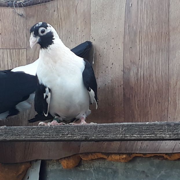  - Mascat de brăila 2019