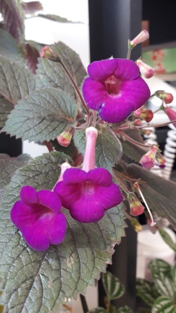  - R19 - Minnesota Rouser xA