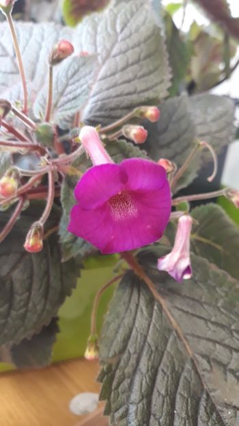  - R19 - Minnesota Rouser xA