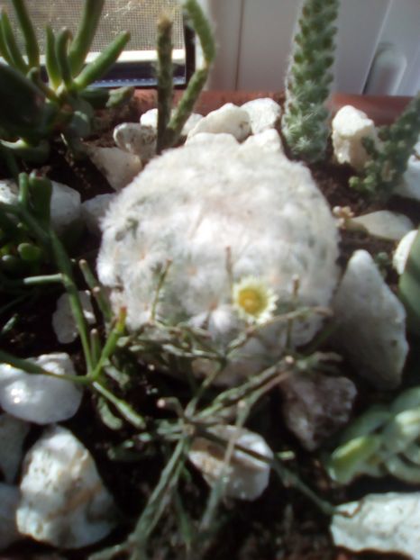 Prima floricica reala :) - Mammillaria plumosa