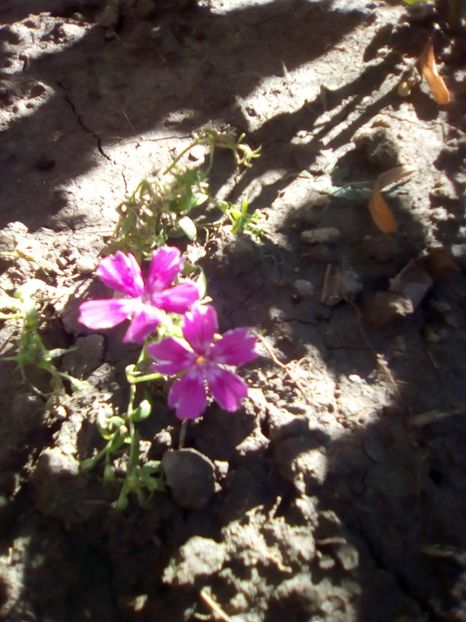 ultima zvacnire pe 2019 - Phlox Twinkle