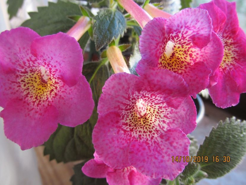  - ACHIMENES 2020 - VANZARI HIBRIZI