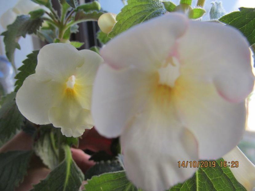  - ACHIMENES 2020 - VANZARI HIBRIZI