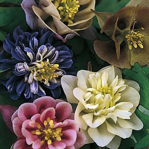 Via UK - Aquilegia Sweet Rainbows - - Seminte achizitionate 2018 - 2019