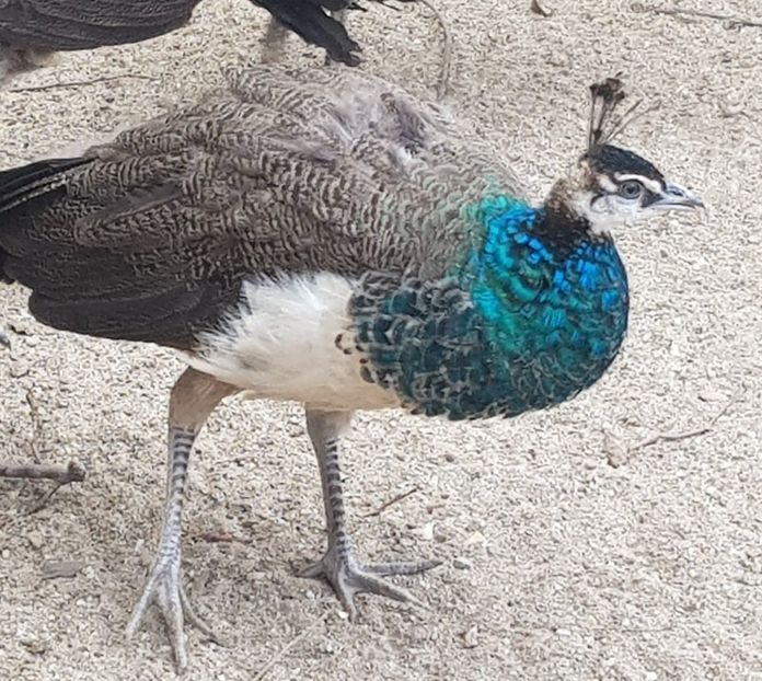 spaling - DE VINZARE