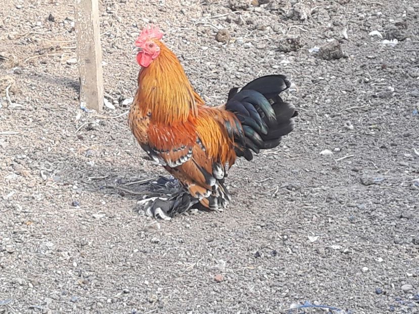  - Sectiunea 1A-Gaini mii de flori -oua si puisori!