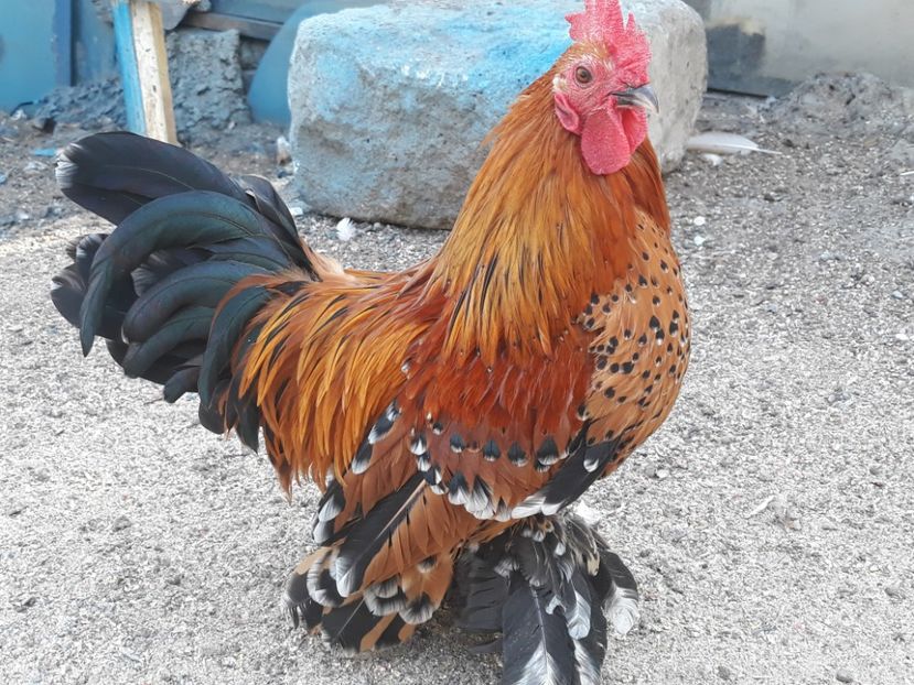  - Sectiunea 1A-Gaini mii de flori -oua si puisori!