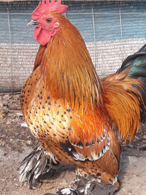  - Sectiunea 1A-Gaini mii de flori -oua si puisori!