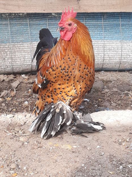  - Sectiunea 1A-Gaini mii de flori -oua si puisori!