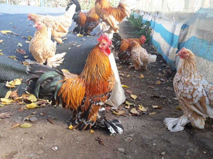  - Sectiunea 1A-Gaini mii de flori -oua si puisori!
