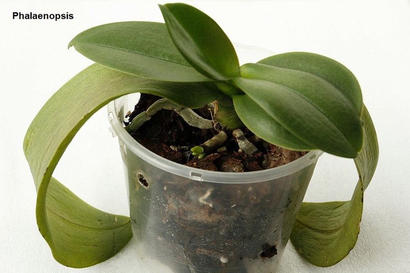 15.10.19 - 2 Transplant phalaenopsis