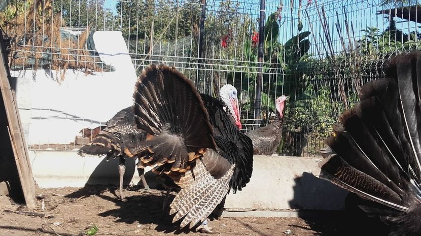  - CURCI BRONZE DEUTSCHE PUTEN