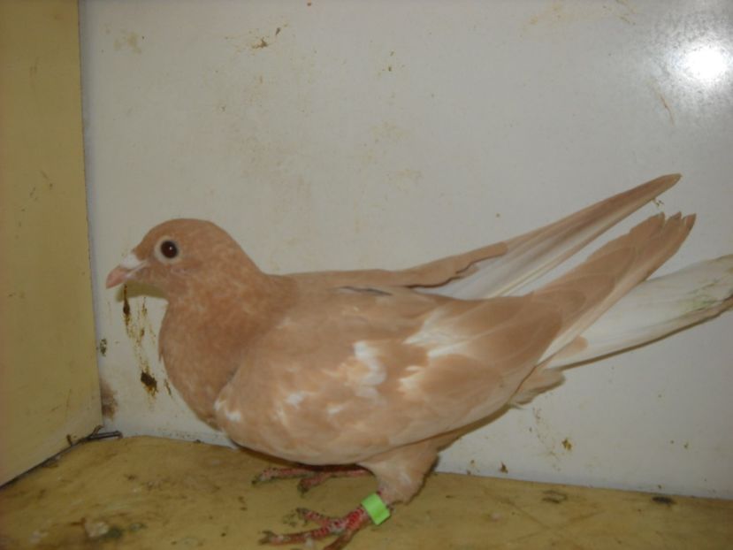  - PORUMBEI VANDUTI 2