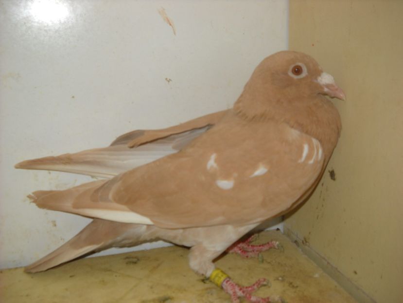  - UNDEVA IN SUCEAVA arhiva