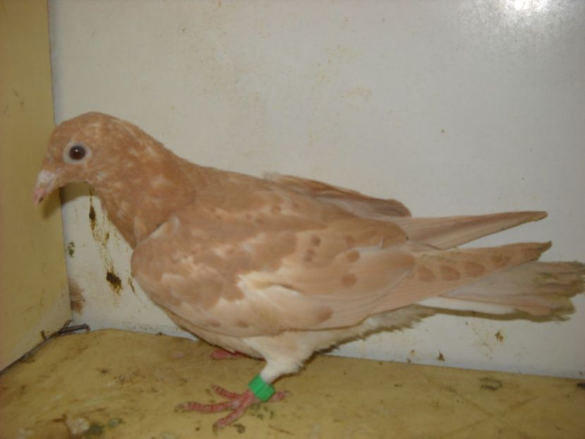  - UNDEVA IN SUCEAVA arhiva