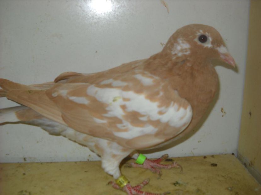  - PORUMBEI VANDUTI 2