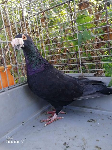 received_424886268162212 - Voiajori stil vechi și italieni poze 10 oct 2019