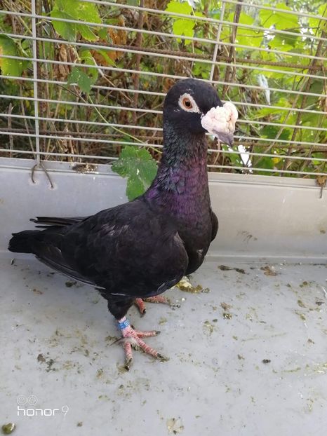 received_2269309946694107 - Voiajori stil vechi și italieni poze 10 oct 2019