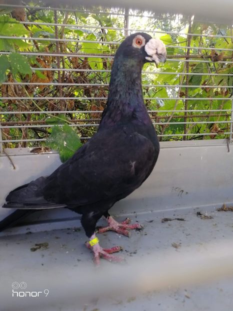 received_2749374628419693 - Voiajori stil vechi și italieni poze 10 oct 2019