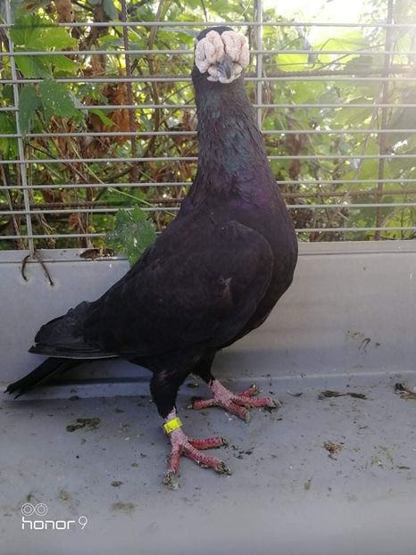 received_2317345588580195 - Voiajori stil vechi și italieni poze 10 oct 2019