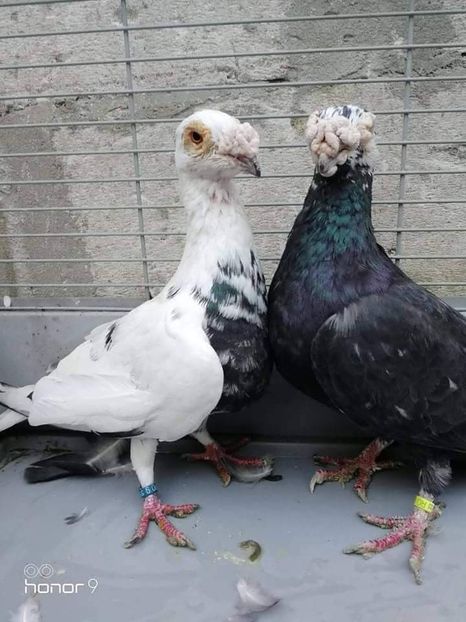 received_758745184583707 - Voiajori stil vechi și italieni poze 10 oct 2019