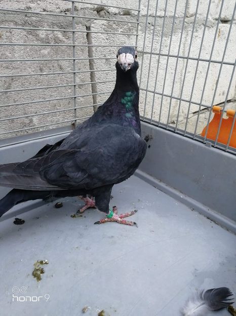 received_501337077083320 - Voiajori stil vechi și italieni poze 10 oct 2019