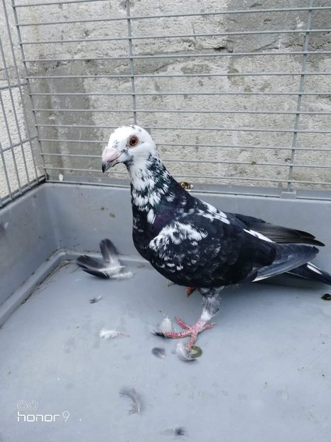 received_3067112753304568 - Voiajori stil vechi și italieni poze 10 oct 2019