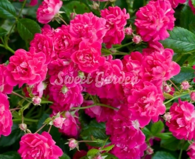 trandafir catarator Excelsa1 - EXCELSA