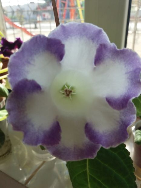 48 - gloxinia 2019