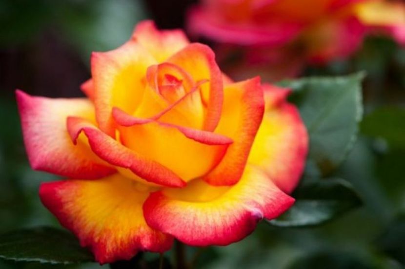 orig_trandafir-floribunda-double-perfume-ciumbrud-plant - DOUBLE PARFUME