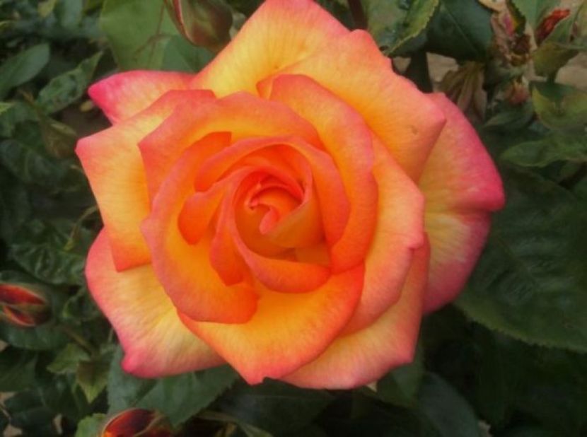 orig_trandafir-floribunda-double-perfume-ciumbrud-plant_1 - DOUBLE PARFUME