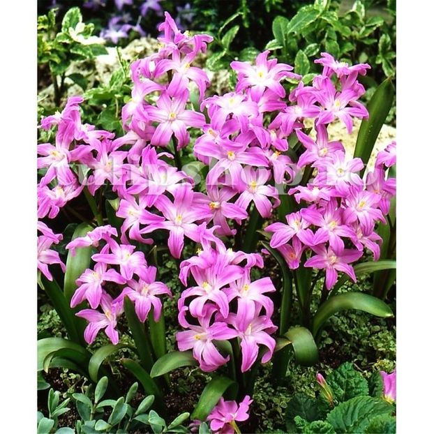 Rose Queen (Chionodoxa) - Achizitii 2019