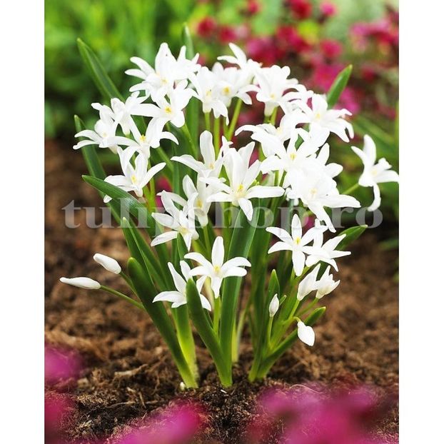 Viorea Alba (Chionodoxa) - Achizitii 2019