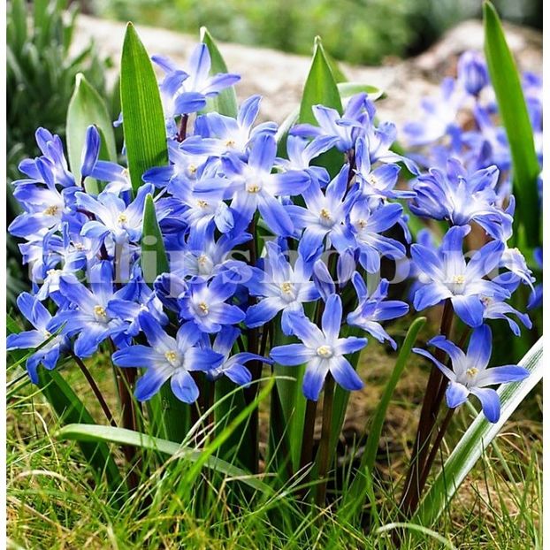 Viorea Forbesi Blue (Chionodoxa - Achizitii 2019