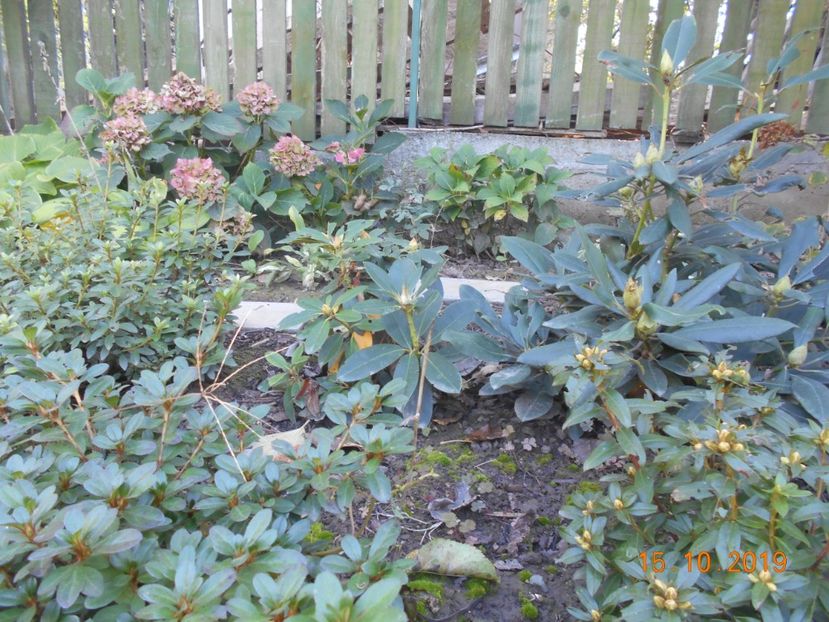  - 2Azalee-rhododendroni-hortensii-hoste 2019
