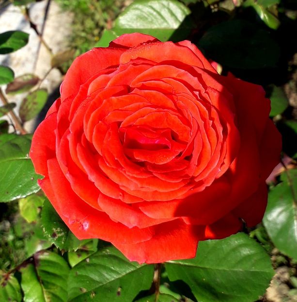  - TRANDAFIRI_2019_2020_2024