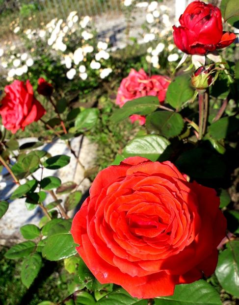  - TRANDAFIRI_2019_2020_2024