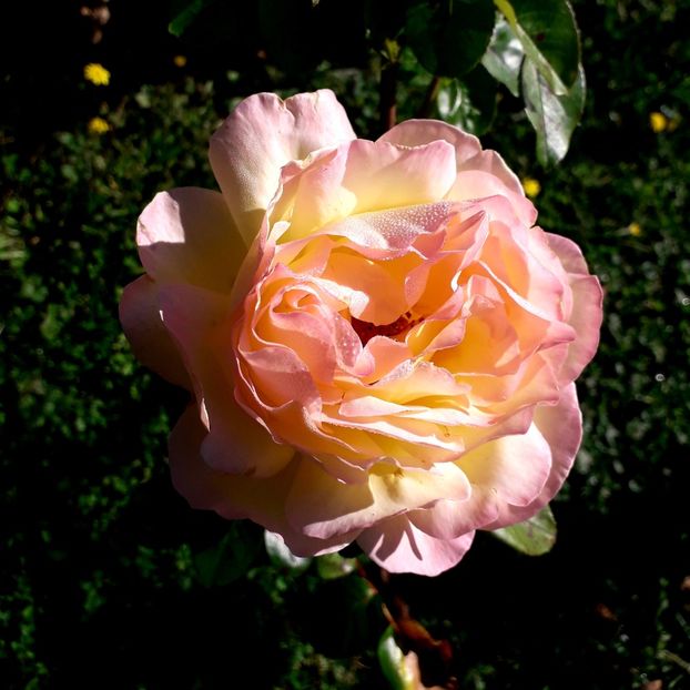  - TRANDAFIRI_2019_2020_2024