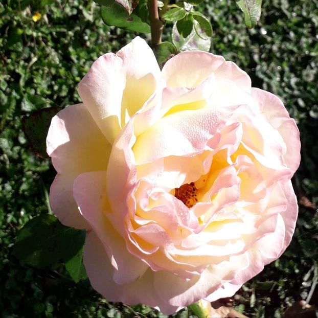  - TRANDAFIRI_2019_2020_2024