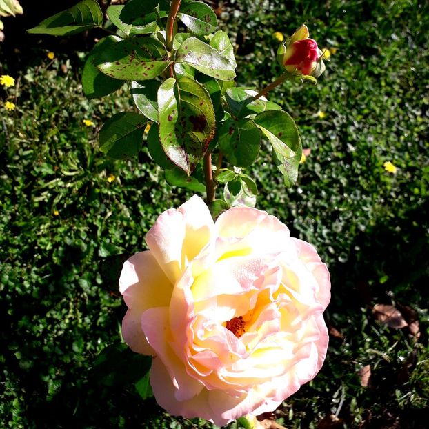  - TRANDAFIRI_2019_2020_2024